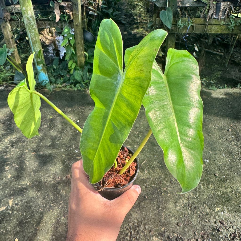 มุมมอง 3