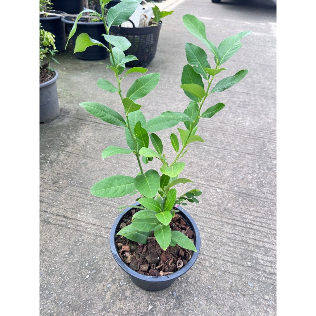 มุมมอง 3