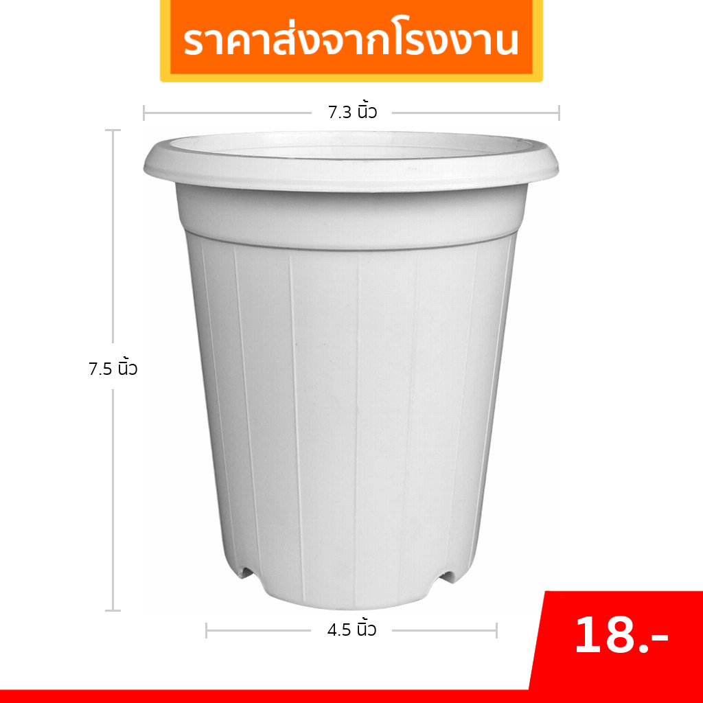 กระถาง แคคตัส ไม้กราฟ ทรงสูง 7 7.3 8 นิ้ว สีขาว Bundle 50 ใบ