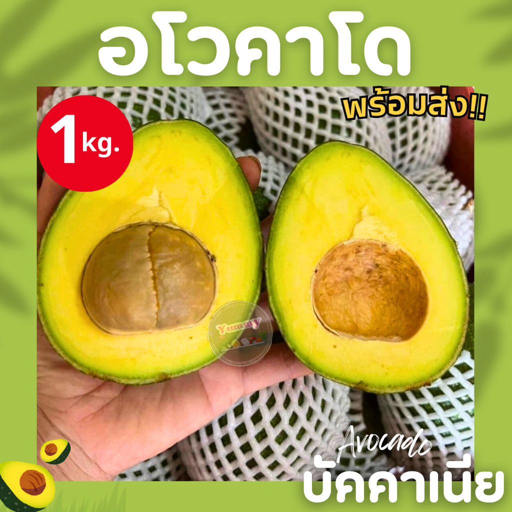 PWshop อโวคาโด พันธุ์บัคคาเนีย 1kg. อร่อย เนื้อแน่น สดใหม่จากสวน เคลมได้ อะโวคาโด้ หอม มัน มีประโยชน์ อโวคาโด้