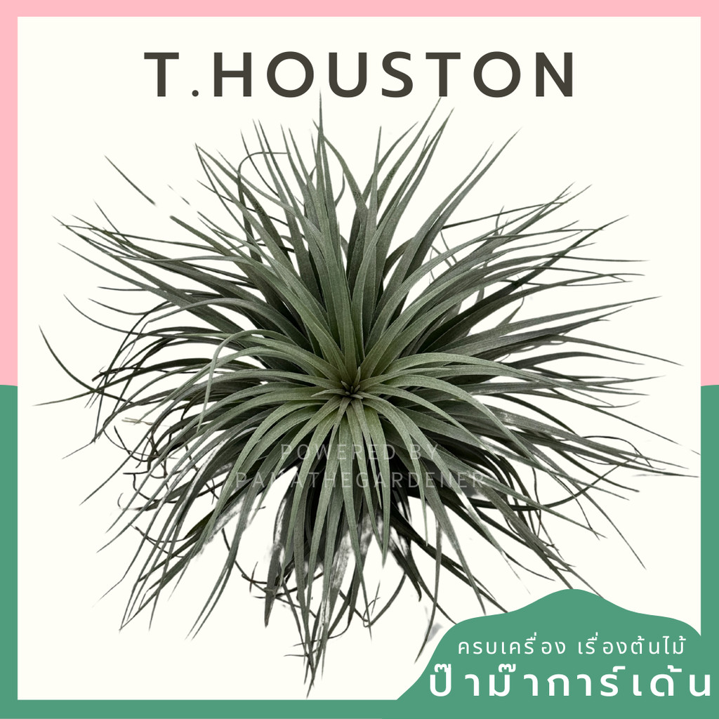 Tillandsia Houston  ทิลแลนเซีย ฮุสตัน ดอกชมพู