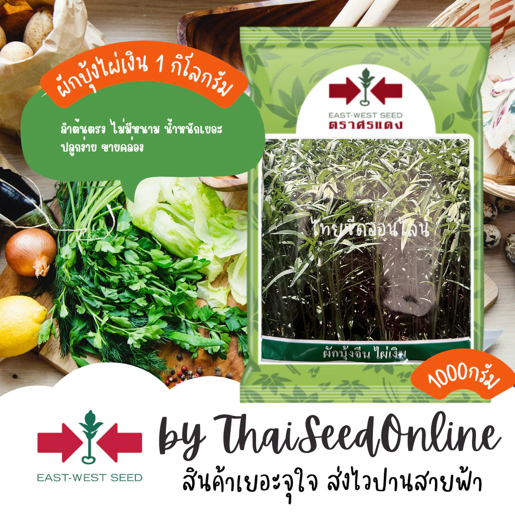 EWCOM Exp. 7/70 เมล็ดพันธุ์ ผักบุ้งจีนใบไผ่ ไผ่เงิน 1 กิโลกรัม ตราศรแดง Chinese Convolvulus