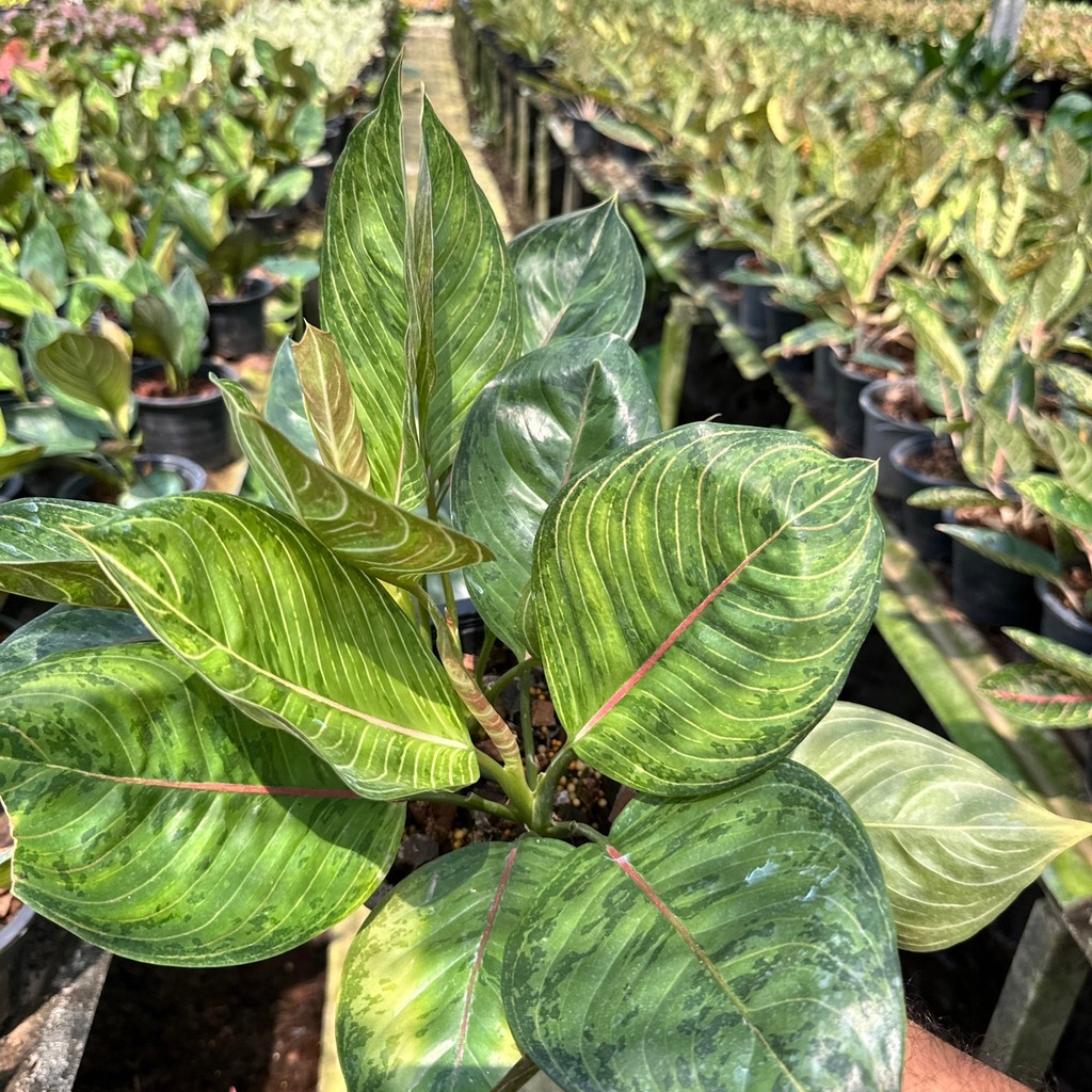 มุมมอง 6