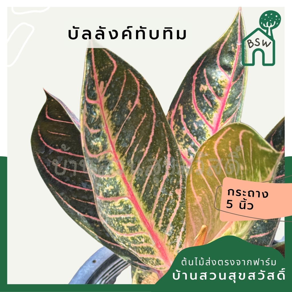 ต้นบัลลังคทับทิม อโกลนีม่า  Aglaonema  ส่งพร้อมกกระถาง