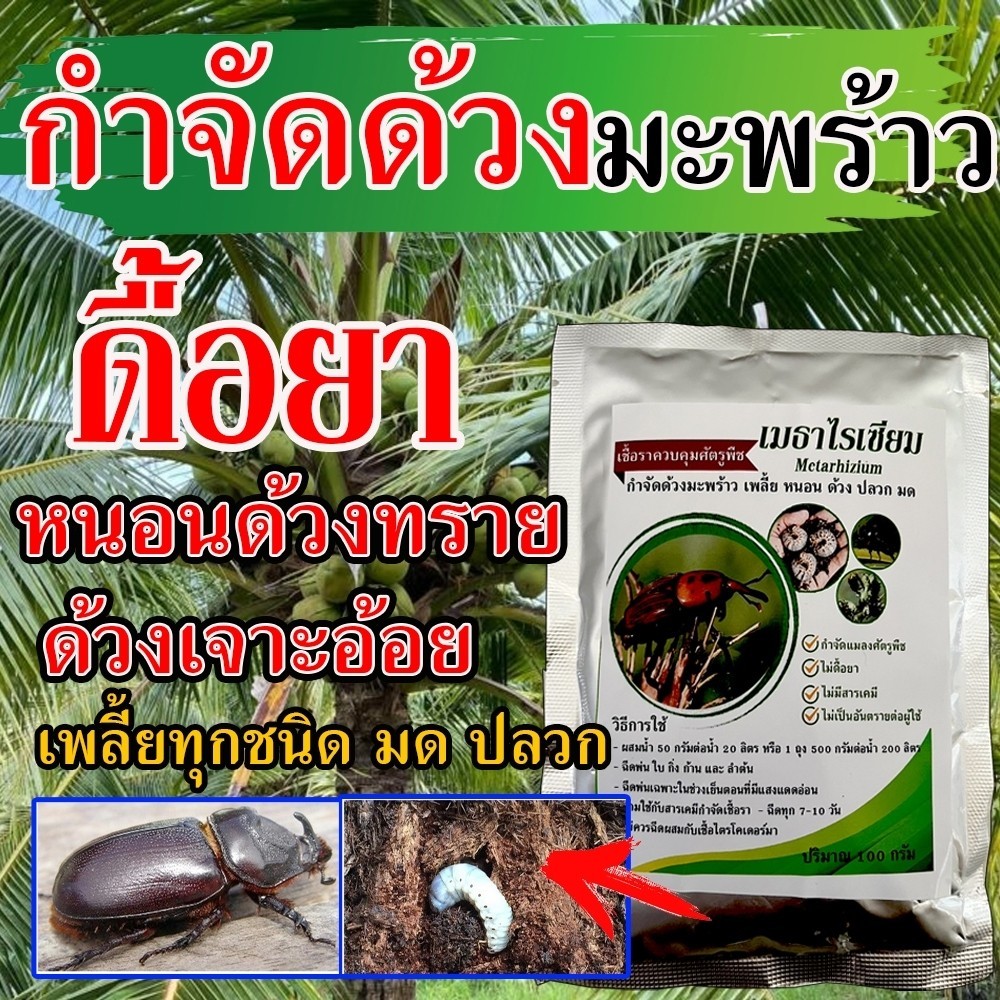 ยาฆ่าด้วงมะพร้าว ยากำจัดด้วงมะพร้าวป้องกันกำจัดหนอนและแมลง 100 กรัม ยาด้วงมะพร้าว กำจัดด้วงมะพร้าว