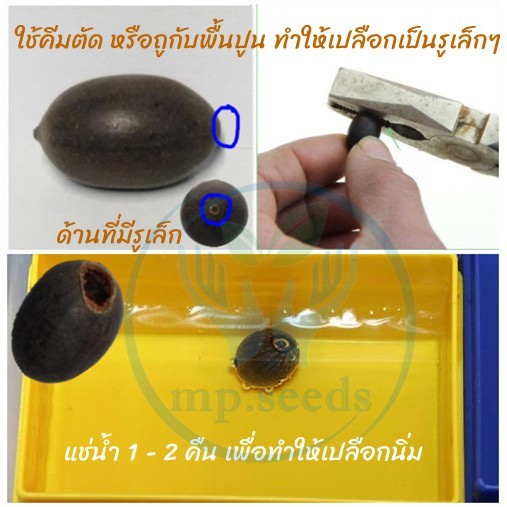10 เม็ด/ซอง เมล็ดบัวแคระญี่ปุ่น   เมล็ดบัวถ้วยคละสี กลิ่นหอมปลูกง่าย ดอกออกทั้งปี*ศึกษาวิธีการเพาะได้ในรายละเอียดสินค้า* ราคา ถูกที่สุด ดีลบีเคเค แกลเลอรีภาพที่ 4