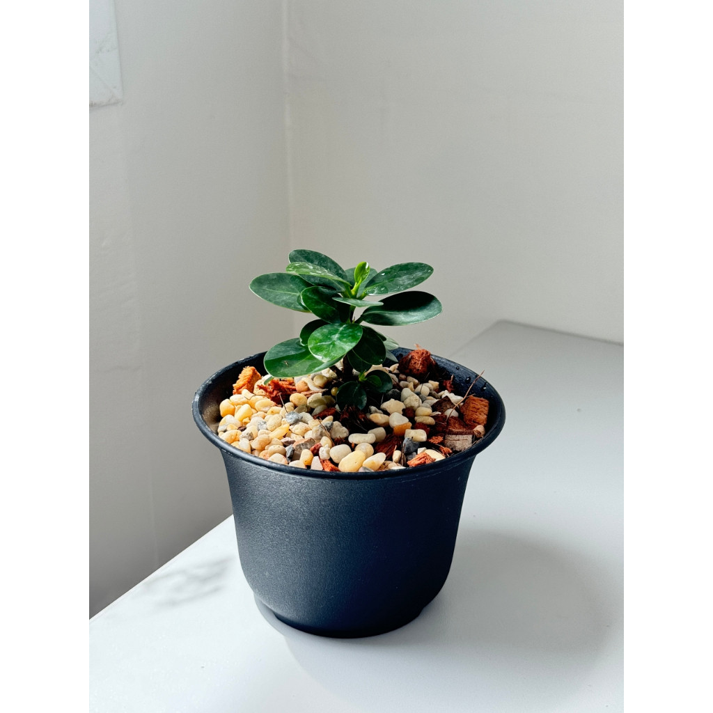 มุมมอง 5