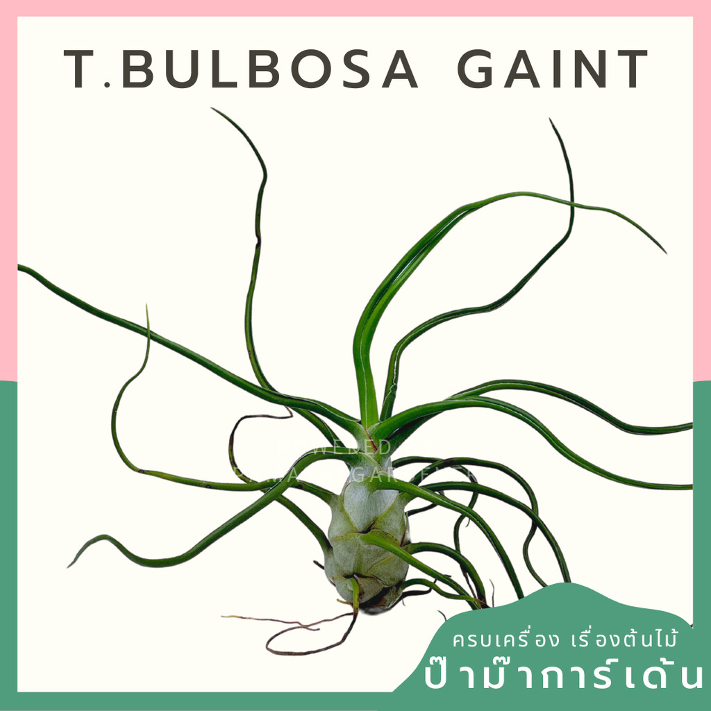 ทิลแลนด์เซีย บัลโบซ่า ไจแอ้น Tillandsia bulbosa Gaint