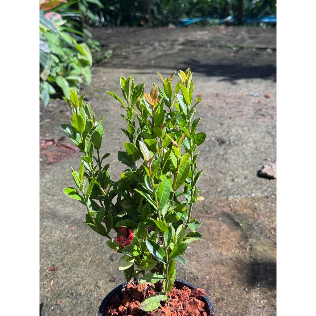 มุมมอง 6