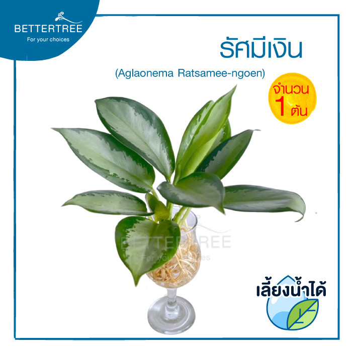 รัศมีเงิน (จำนวน 1 ต้น) เลี้ยงน้ำได้ ต้นไม้มงคล ต้นไม้ฟอกอากาศ