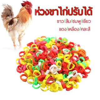 หลายสี ห่วงขาไก่100ชิ้น ห่วงเท้าไก่แหวนขาไก่พลาสติกปรับได้พร้อมตัวเลข แถบขาไก่ที่มีสีสันวงขาสัตว์ปีก
