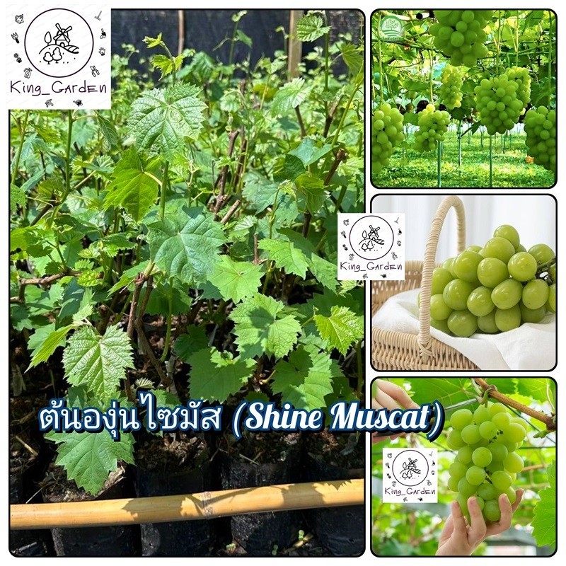 ต้นองุ่นไซมัสองุ่นเสียบยอดต้นสูงประมาณ 50 ถึง 60 เซนติเมตร_nhomaudon