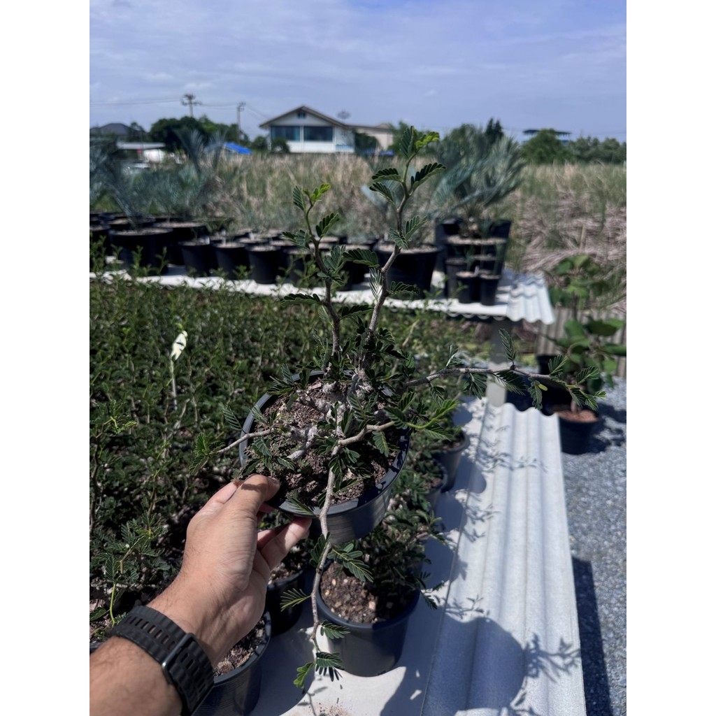 มุมมอง 5