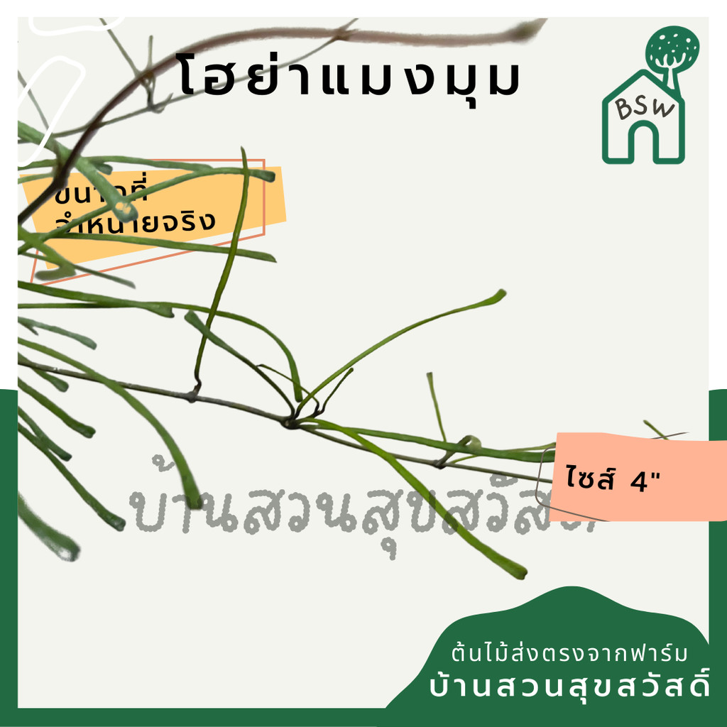 มุมมอง 4