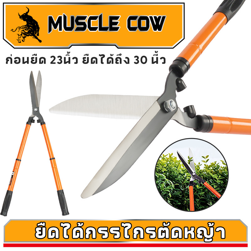 MUSCLE COW กรรไกรตัดหญ้า สามารถยืดได้หดได้ ด้ามเหล็กหุ้มพลาสติก เหมาะสำหรับตัดกิ่งที่สูง กรรไกรตัดกิ่ง กรรไกรตัดต้นไม้