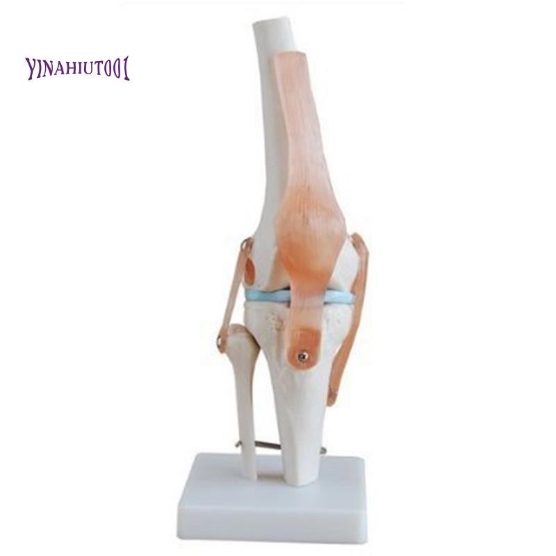Yinahiut001Knee Joint Simulation Model Anatomy Human 1:1 Life Size