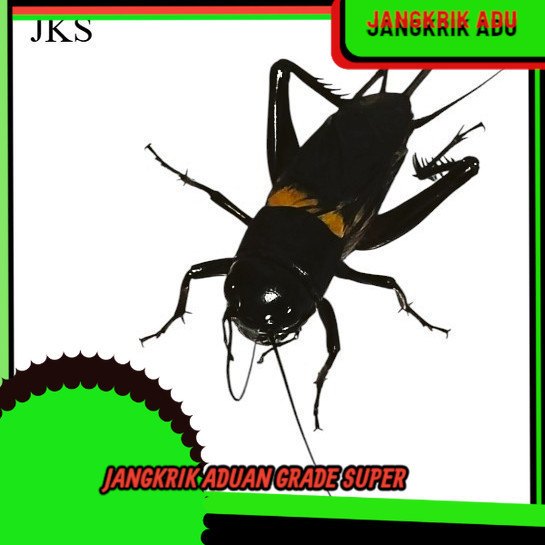 ขนาดใหญ่ GARUT CRICKETS JKK LIVE CRICKETS WITH CAGES / FIGHTING CRICKETS / CRICKETS / RICE FIELD CRI