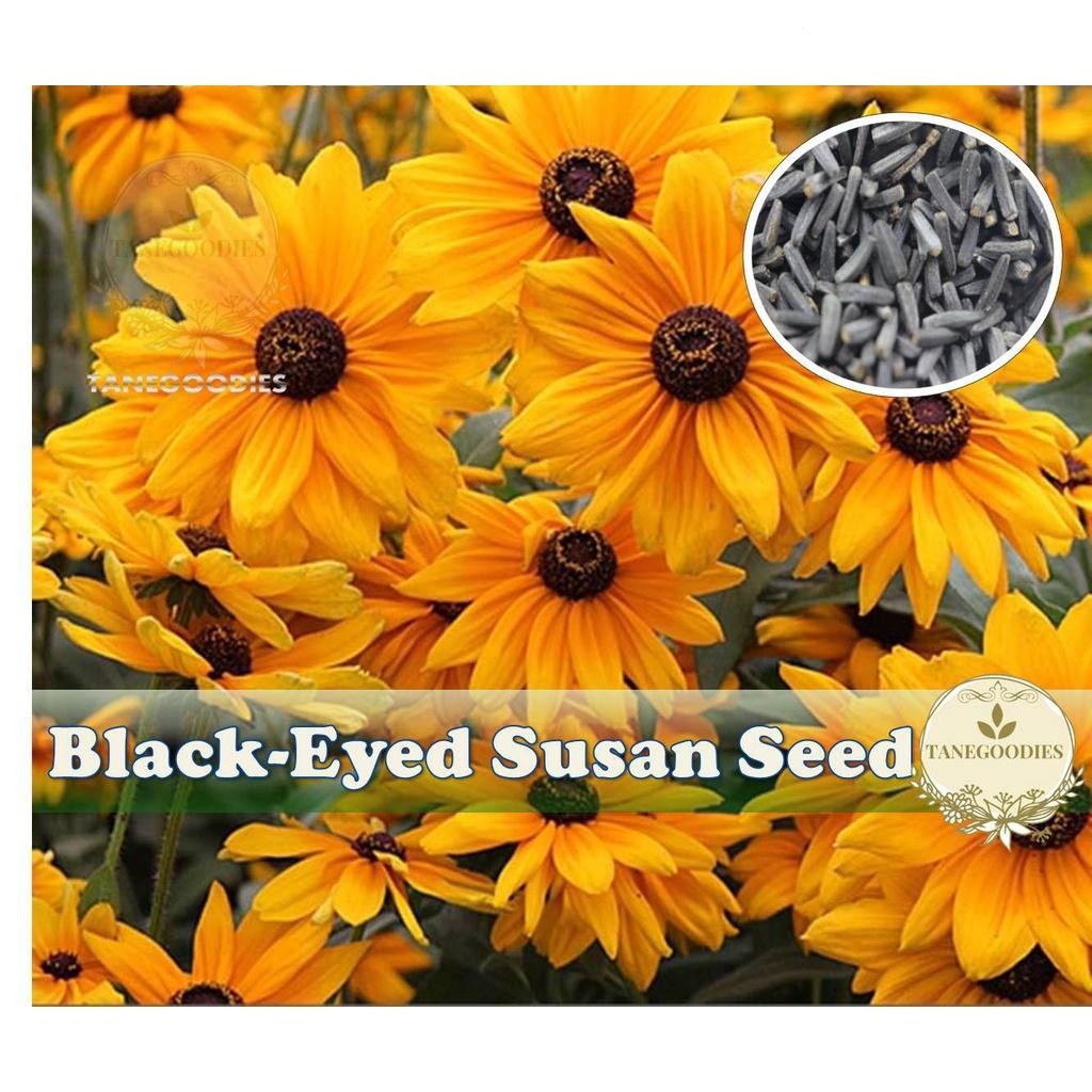 เมล็ดพันธุ์ตาดำ susan Marmalade Flower SEED Flower SEED Rudbeckia hirta шт
