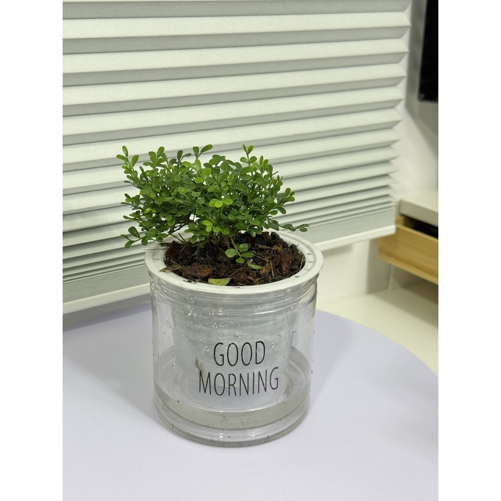 ต้นแก้วแคระ พร้อมกระถางดูดน้ำอัตโนมัติ เหมาะวางไว้บนโต๊ะทำงาน การดูแลรักษาง่ายๆ - รูปที่ 3