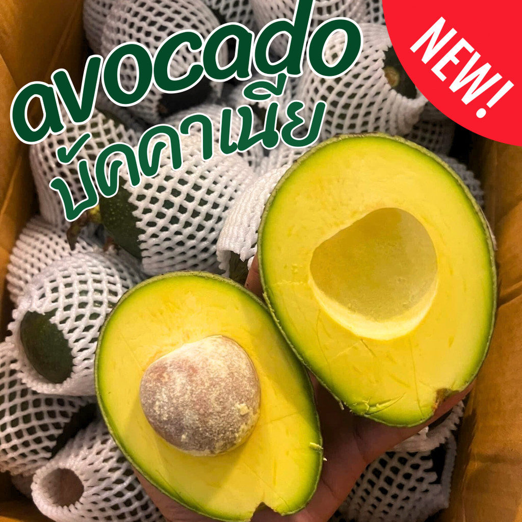 Mungkung อโวคาโด Avocado บัคคาเนีย แฮสแก่จัด เนื้อแน่น เหนียว มัน อะโวคาโด้ พร้อมส่ง เก็บสดใหม่ตามออเดอร์ ผลไม้ตามฤดูกาล