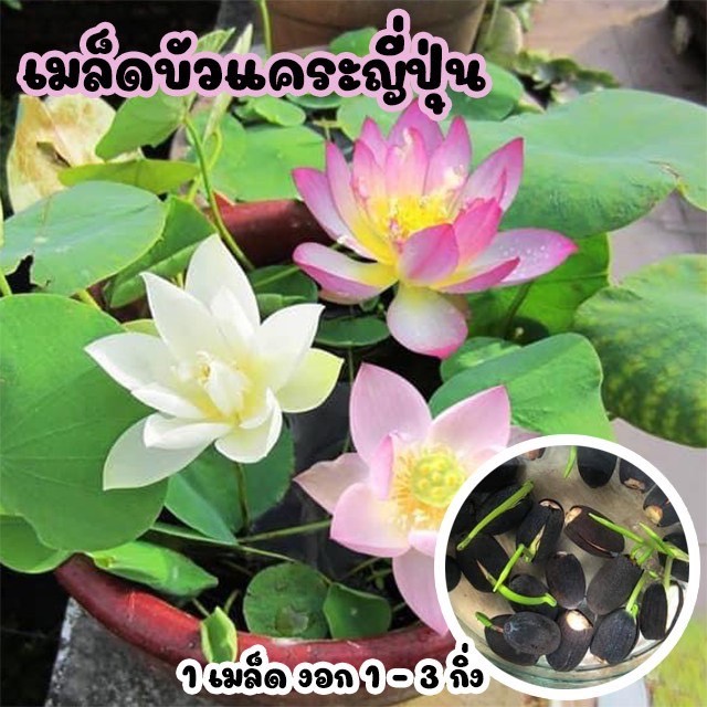 10 เม็ด/ซอง เมล็ดบัวแคระญี่ปุ่น   เมล็ดบัวถ้วยคละสี กลิ่นหอมปลูกง่าย ดอกออกทั้งปี*ศึกษาวิธีการเพาะได้ในรายละเอียดสินค้า* ราคา ถูกที่สุด ดีลบีเคเค แกลเลอรีภาพที่ 9