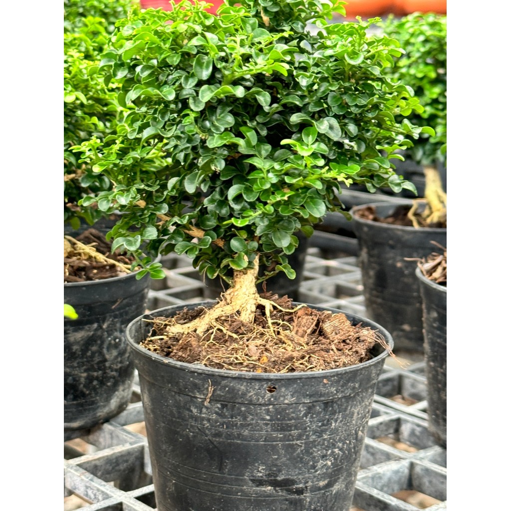 มุมมอง 9