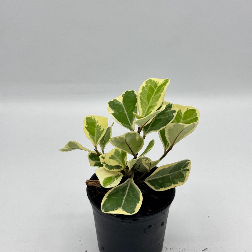 มุมมอง 7