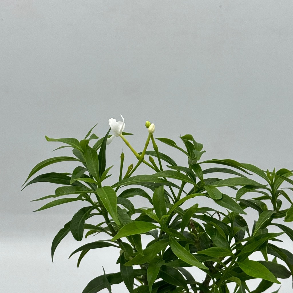 มุมมอง 6