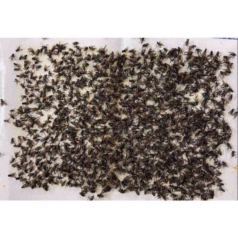 ราคาถูกสุด!! กาวดักแมลงวัน มัดลละ100แผ่น ใช้งานง่าย กาวแน่น กาวเต็มแผ่น มีสารล่อแมลง ฆ่าแมลงวัน แพ็คเกจอย่างดี - รูปที่ 5