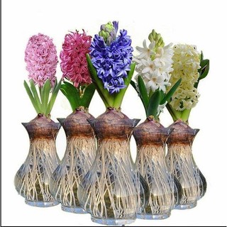 🍓 COMBO🍓 Củ hoa Tiên Ông đã kích mầm - bao chuẩn
