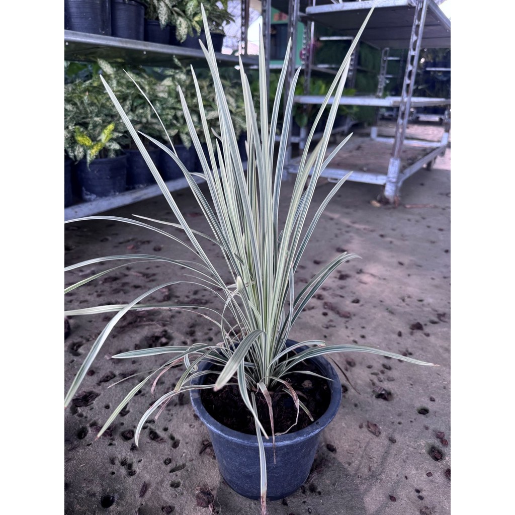 มุมมอง 2