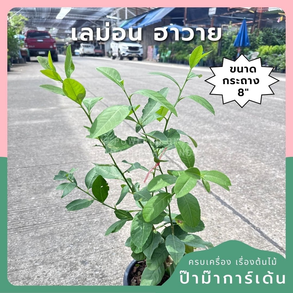 เลม่อน ฮาวาย พร้อมกระถาง 11 นิ้ว