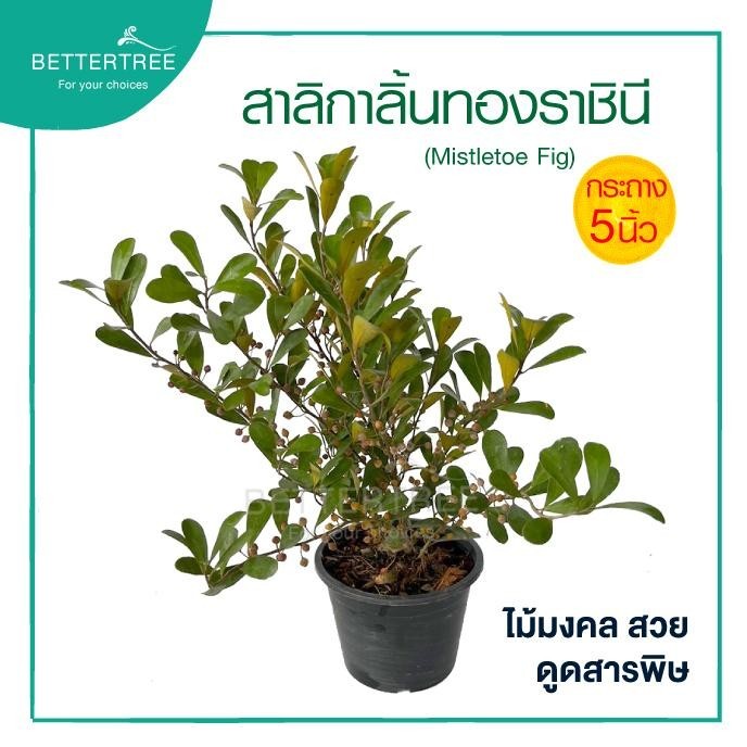 สาลิกาลิ้น(ทองราชินี)กระถาง 5 นิ้ว ไม้แดด ไม้กลางแจ้ง