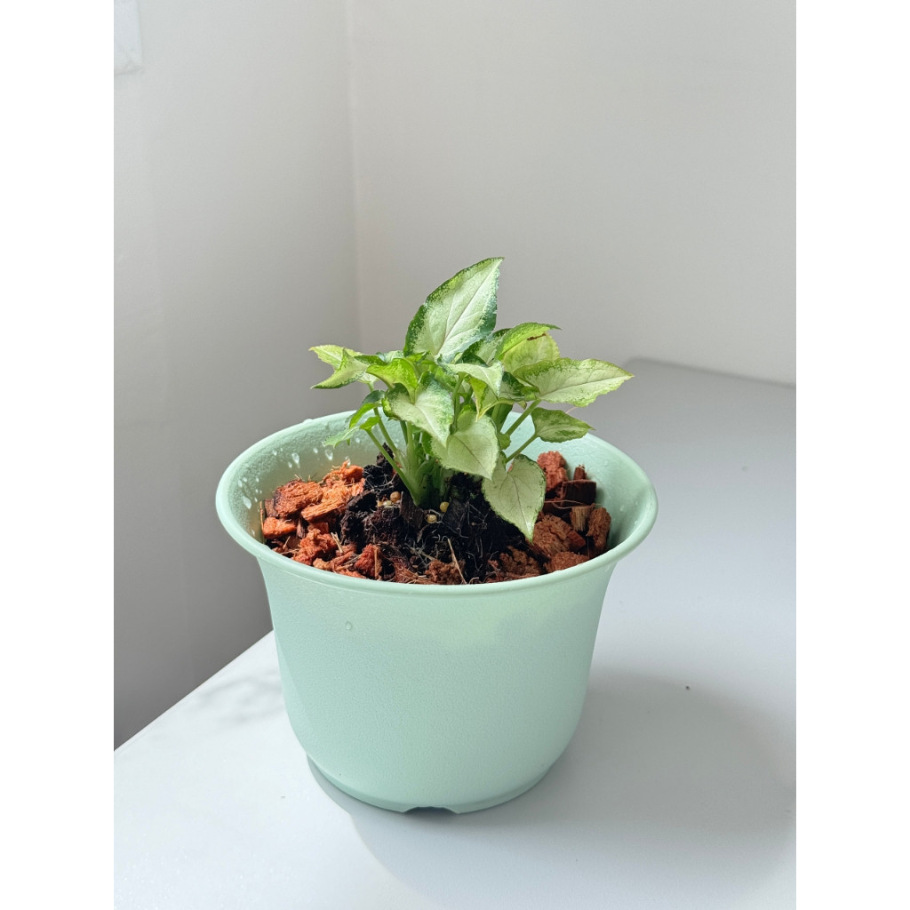 มุมมอง 9