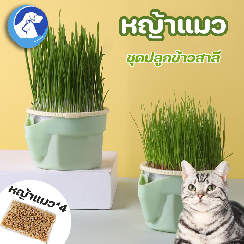 พร้อมส่ง หญ้าแมว ออร์แกนิค ชุดปลูกข้าวสาลี ชุดหญ้าแมว ถาดเพาะต้นอ่อน ชุดปลูกข้าวสาลีแมว