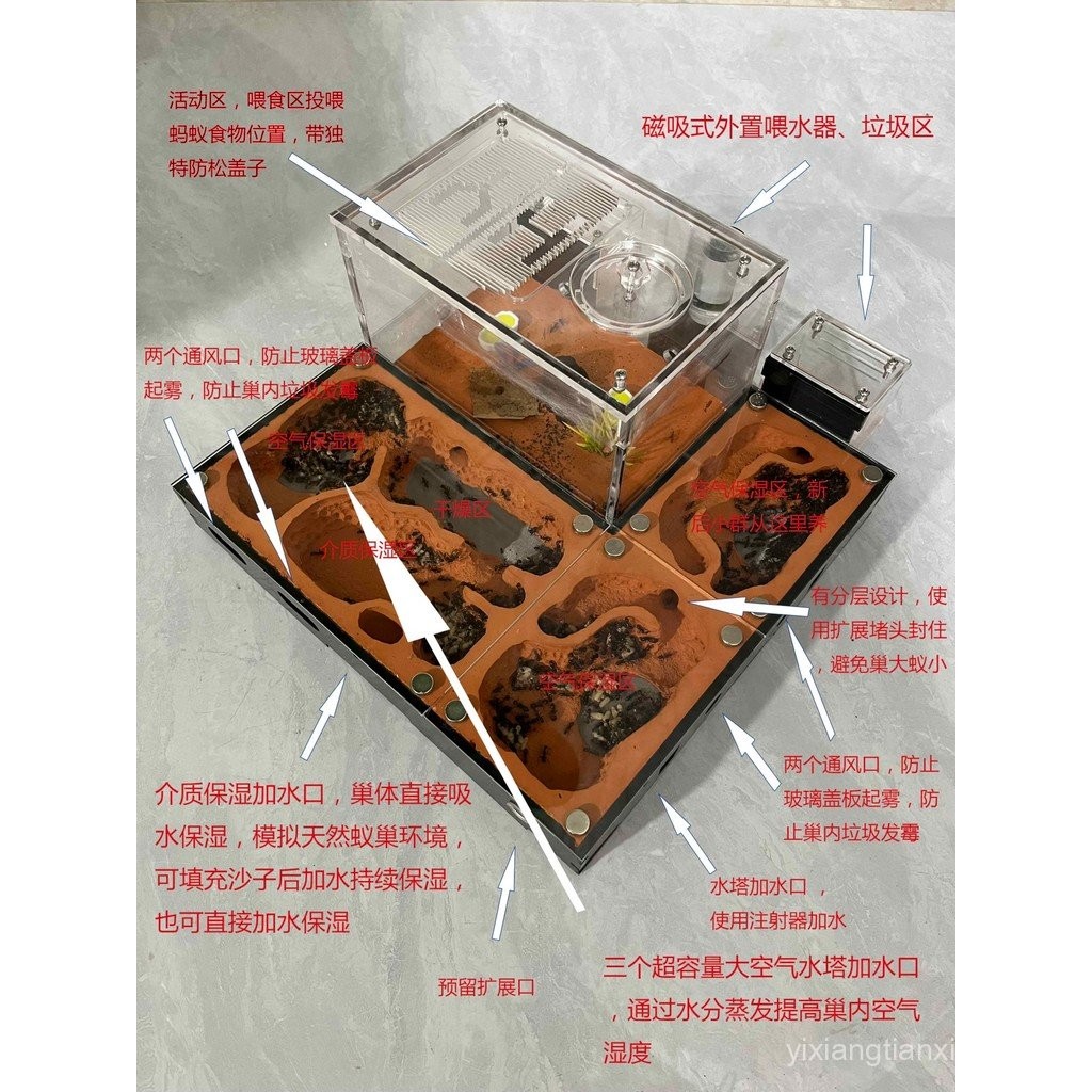 Anti-นิเวศวิทยา Ant Nest Ant Castle สัตว์เลี้ยง Ant Queen Breeding การประชุมเชิงปฏิบัติการเชิงนิเวศ 