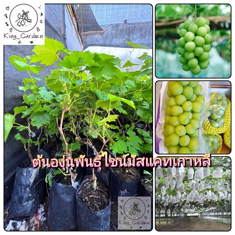 ต้นองุ่นพันธุ์ไชน์มัสแคทเกาหลีองุ่นเสียบยอดต้นสูงประมาณ 50 ถึง 60 เซนติเมตร_nhosuahanquoc