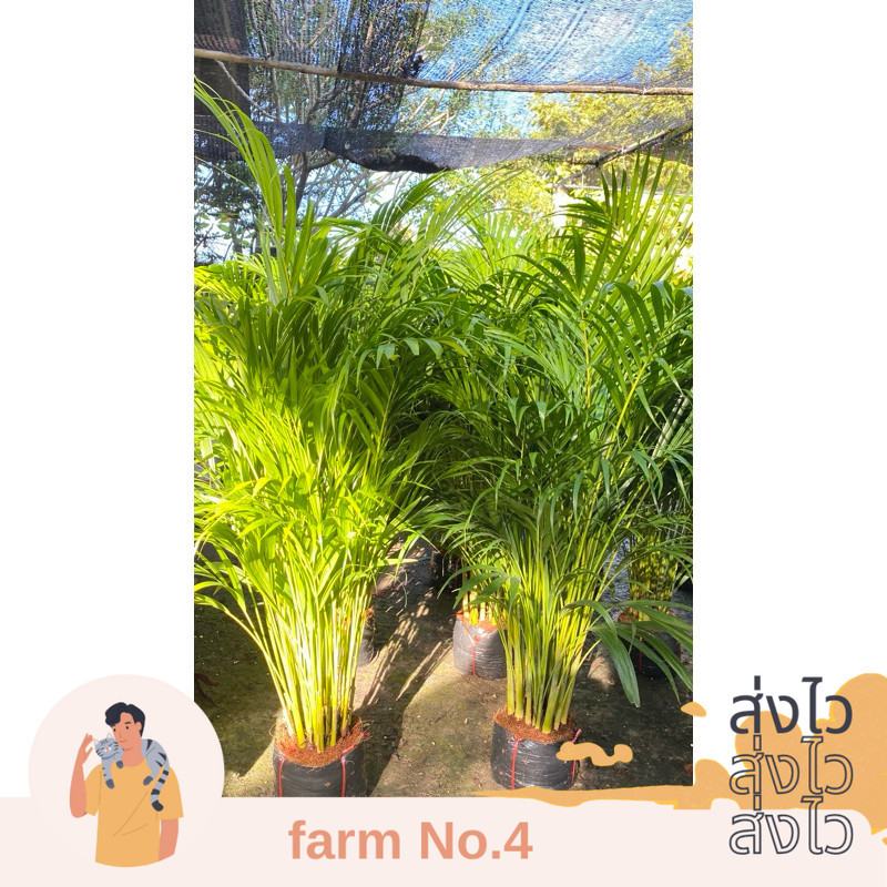 (ส่งไว) ต้น หมากเหลือง ไม้ฟอกอากาศ สูง 80-100เซนติเมตร