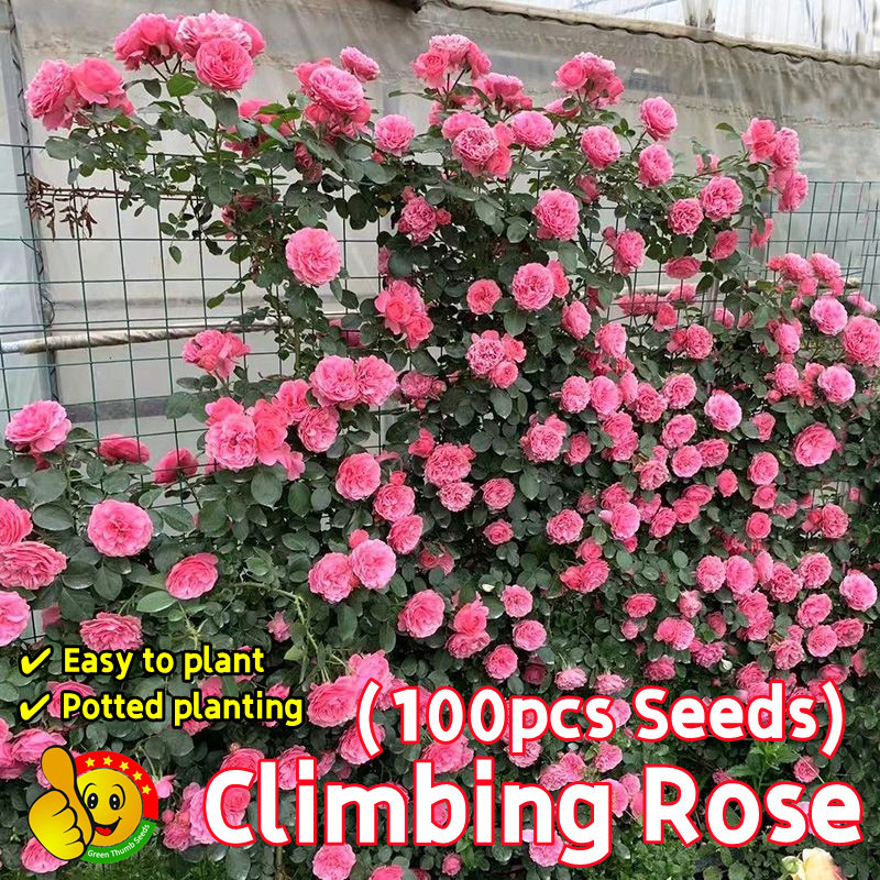 ปลูกง่าย ปลูกได้ทั่วไทย 100เมล็ด เมล็ดพันธุ์ กุหลาบเลื้อย Colorful Climbing Rose Seeds กุหลาบหิน เมล