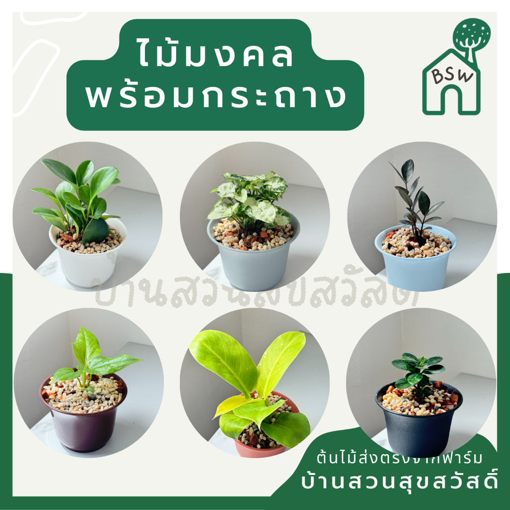ต้นไม้มงคล พร้อมกระถางปากจีน ขนาด 4 นิ้ว