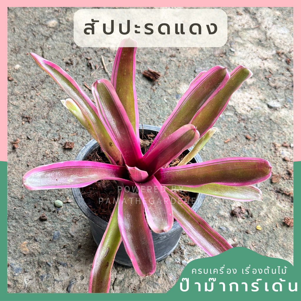 สัปปะรดสี ไม้ขีดแดง ใบสีแดง กระถาง 5 นิ้ว