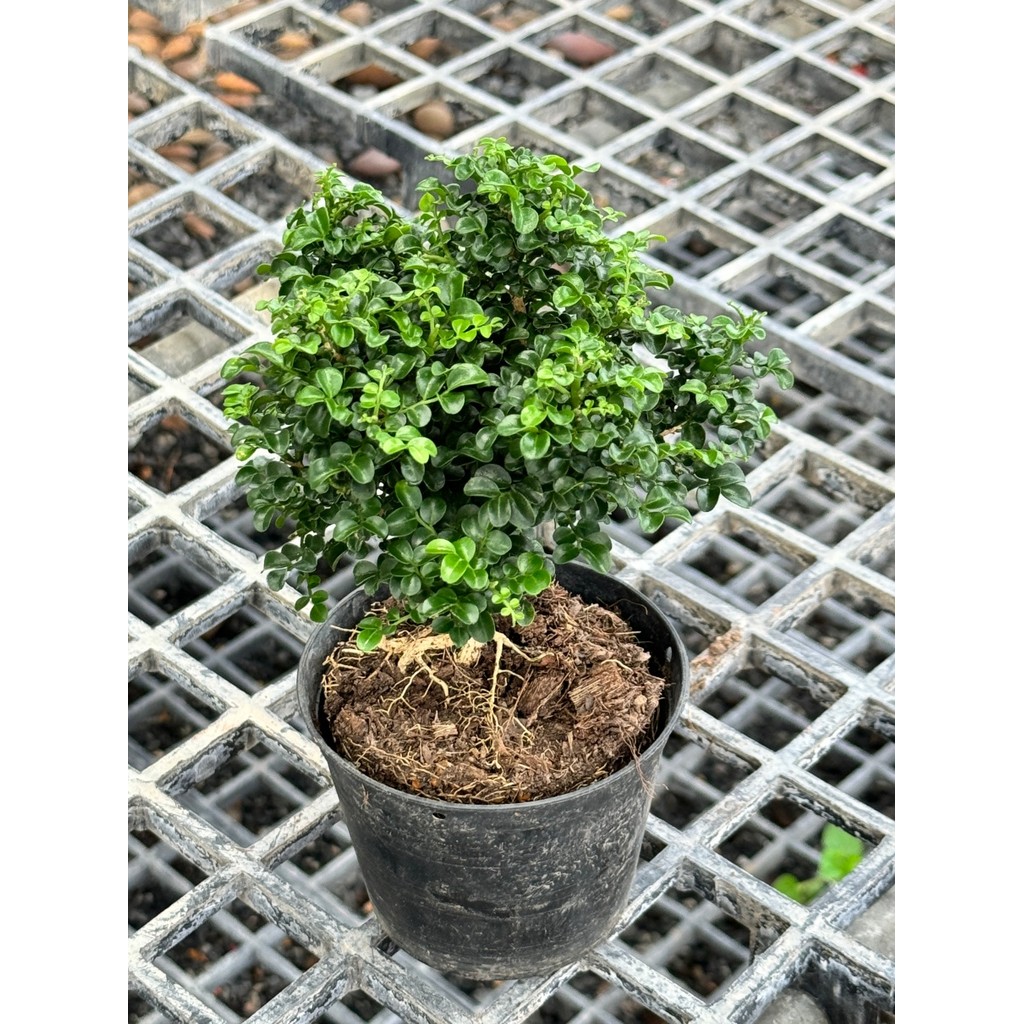 มุมมอง 3