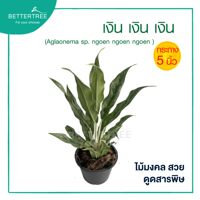 เงินเงินเงิน กระถาง 5  นิ้ว ต้นไม้มงคล ไม้ฟอกอากาศ