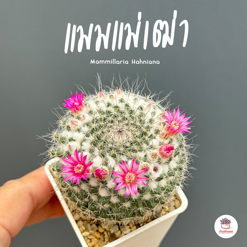 แมมแม่เฒ่า แมมฮาเนียน่า Mammillaria Hahniana แคคตัส กระบองเพชร cactus&succulent