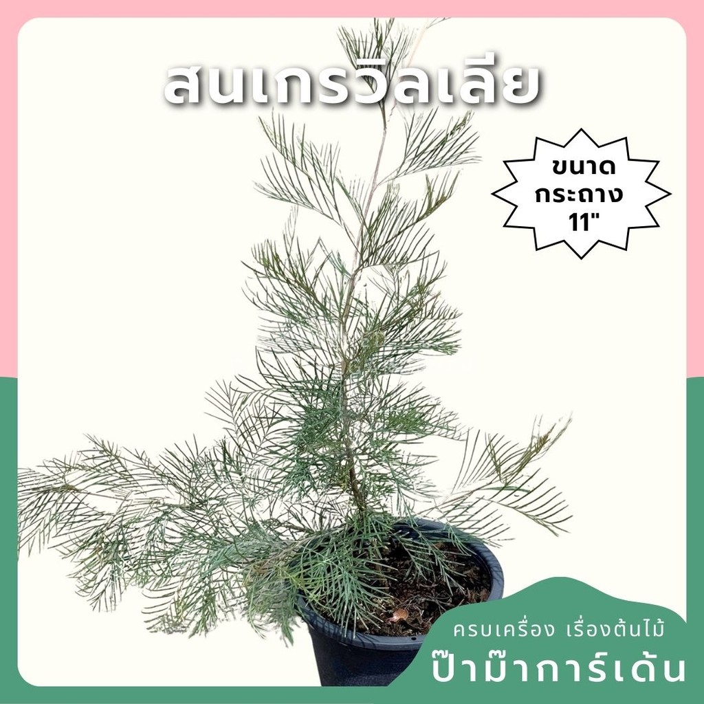 สนเกรวิลเลีย กระถาง 11 นิ้ว