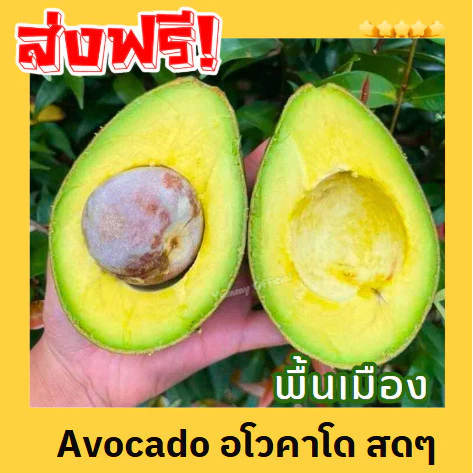 hot ส่งฟรี ‼️ (1KG) avocado อโวคาโด้ อโวคาโด อโวคาโด้ อโวคาโด้สด อโวคาโดสด สดจากไร่ อโวคาโด้ พื้นเมือง อะโวคาโด
