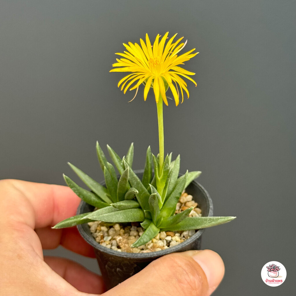 ม้าอ่อน Cheiridopsis sp. ไม้อวบน้ำ กุหลาบหิน แคคตัส กระบองเพชร cactus&succulent