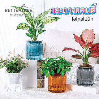 กระถางรดน้ำอัตโนมัติ(รุ่นแคนดี้) ไฮโดรโปนิก รดน้ำอัตโนมัติ  …