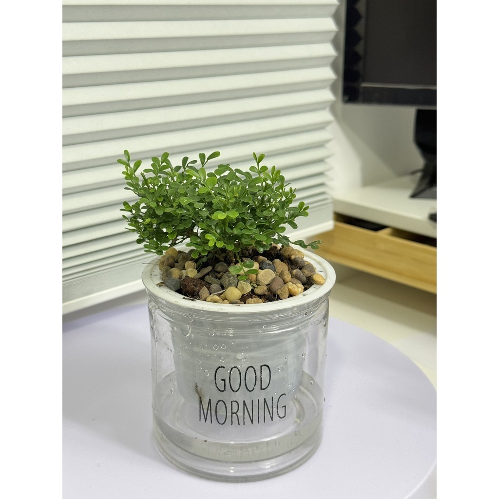 ต้นแก้วแคระ พร้อมกระถางดูดน้ำอัตโนมัติ เหมาะวางไว้บนโต๊ะทำงาน การดูแลรักษาง่ายๆ - รูปที่ 4