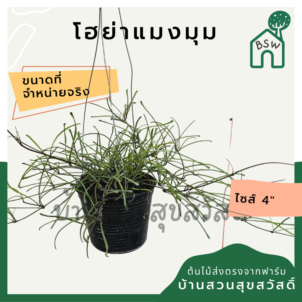 มุมมอง 3